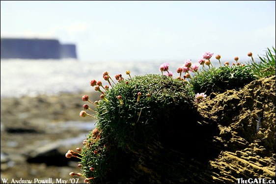 Coast of Orkney