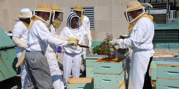 Royal York Hotel - The Honey Harvest