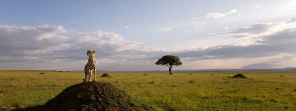 A scene from Disneynature's film African Cats